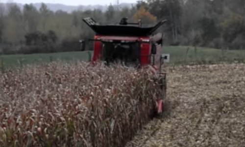 A kombájn vezetője egyáltalán nem számított arra,a mit a kukorica rejtett (videó)