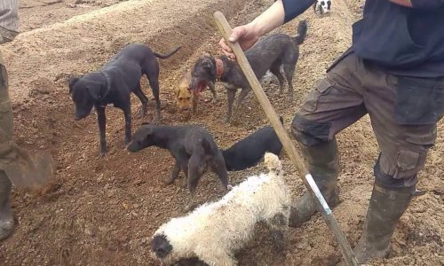 A gazdák villával lazították fel a földet, kutyáik a kártevőket pillanatok alatt megfogták- videó