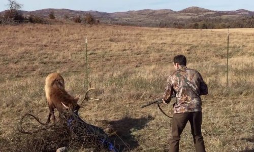 Az állatvédők nem hittek a szemüknek, addig amíg végig nem nézték a videót… – A vadász segítséget nyújtott a bajba jutott szarvasnak