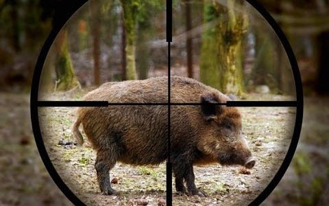 Vaddisznó vadászat – Videó összeállítás vadászatokról