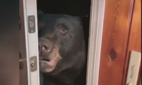 Mondta a medvének, hogy csukja be az ajtót, és becsukta – VIDEÓVAL