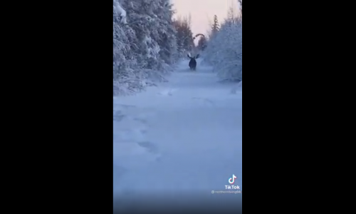 A férfi maga előtt tolta a havat… aztán egy vad téved elé