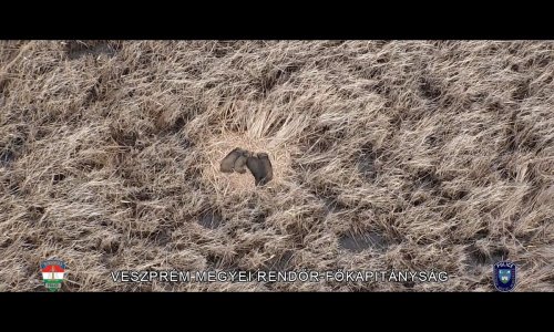 Így nem sűrűn látni vaddisznót… drón látószögében – videóval