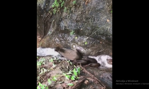 A vaddisznók számtalan videóban megmutatták nekik semmi sem akadály… ez a videó is ennek egy újabb példája